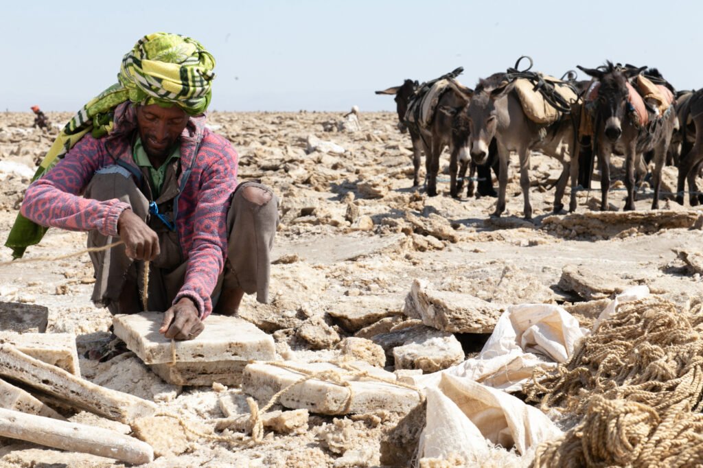 A man collects salt minerals with the help of mules in Ethiopia.