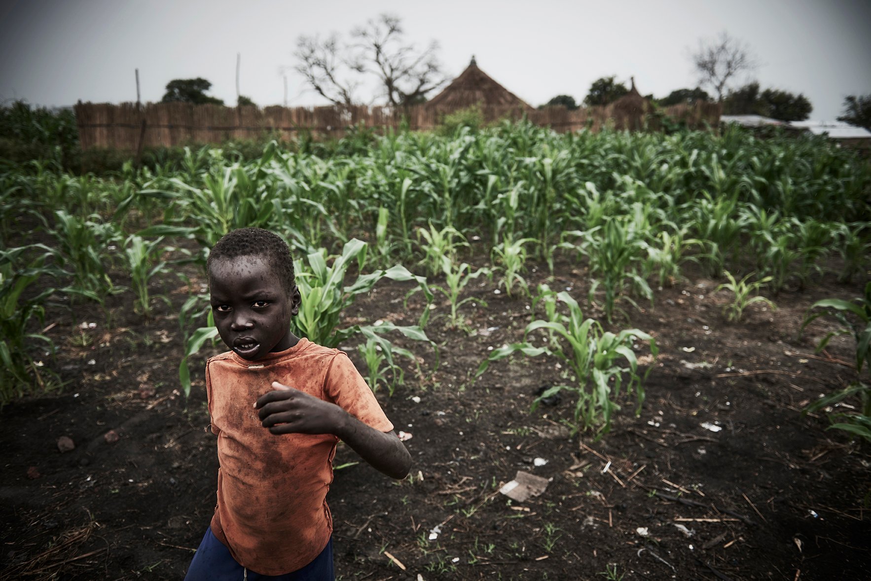 A young boy plays in the field of crops that grow on the land of Canal Village, which UNMAS recently de-minded in South Sudan.