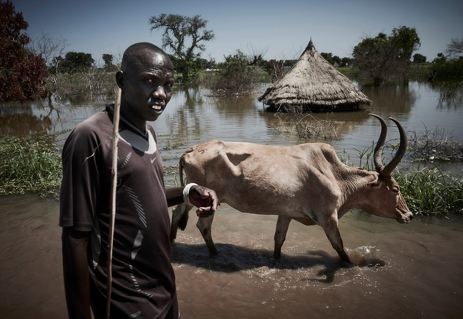 A cattle herder walks with his emaciated cattle along the main road of Bentiu town with flooded hut on the background.