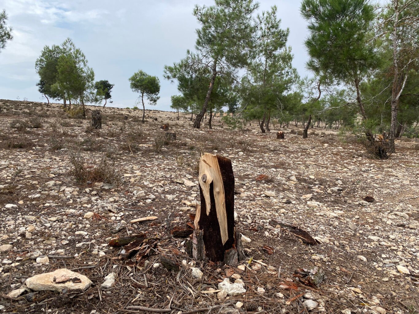 Afrin, November 2022, stumps of several trees cut down in an Afrin's Bafilyoun forest patch due to illegal logging by Turkish occupation.
