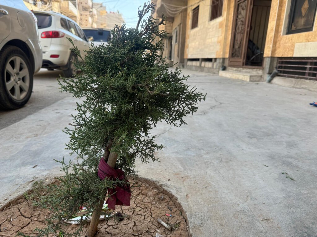 A pine tree planted in front of a house in Qamishlo.