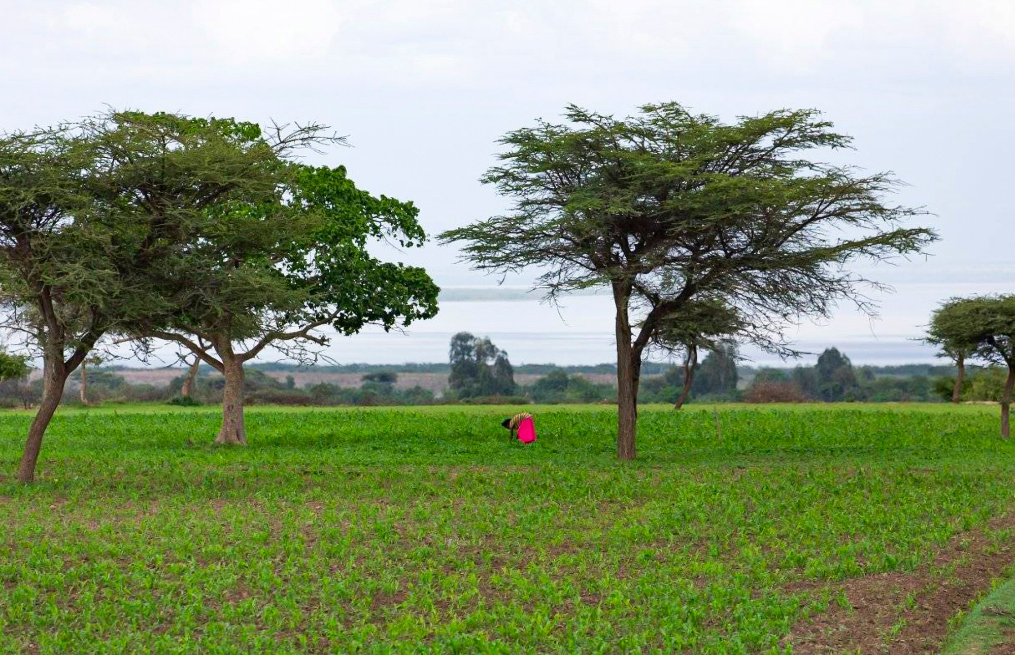 In the lush green fields of Ziway Ethiopia, a woman tends to her farm, carrying on daily agricultural work that sustains her family and community.