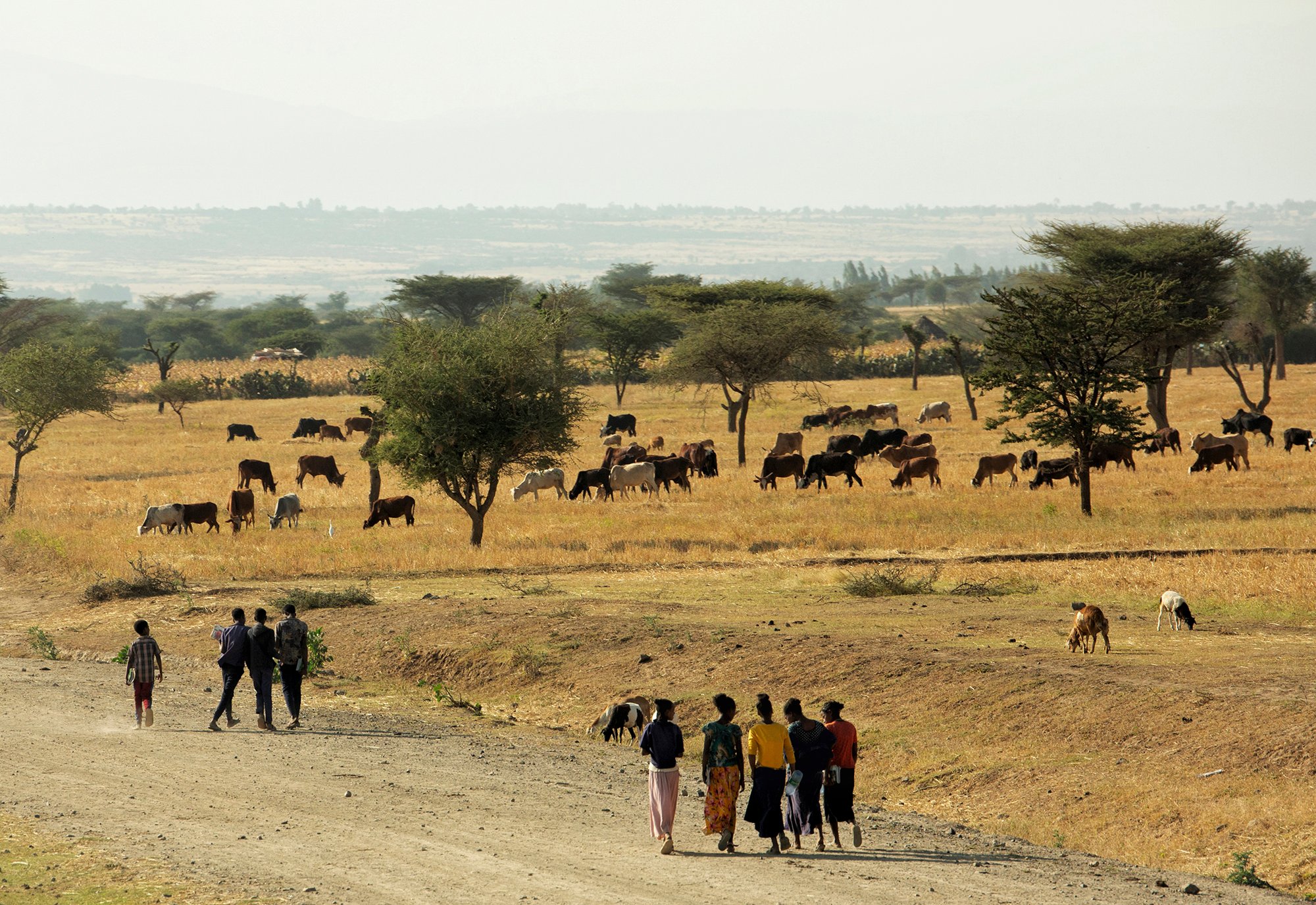 Young women and men walk through fields to school in Mojo, Ethiopia 28 Oct ,2022