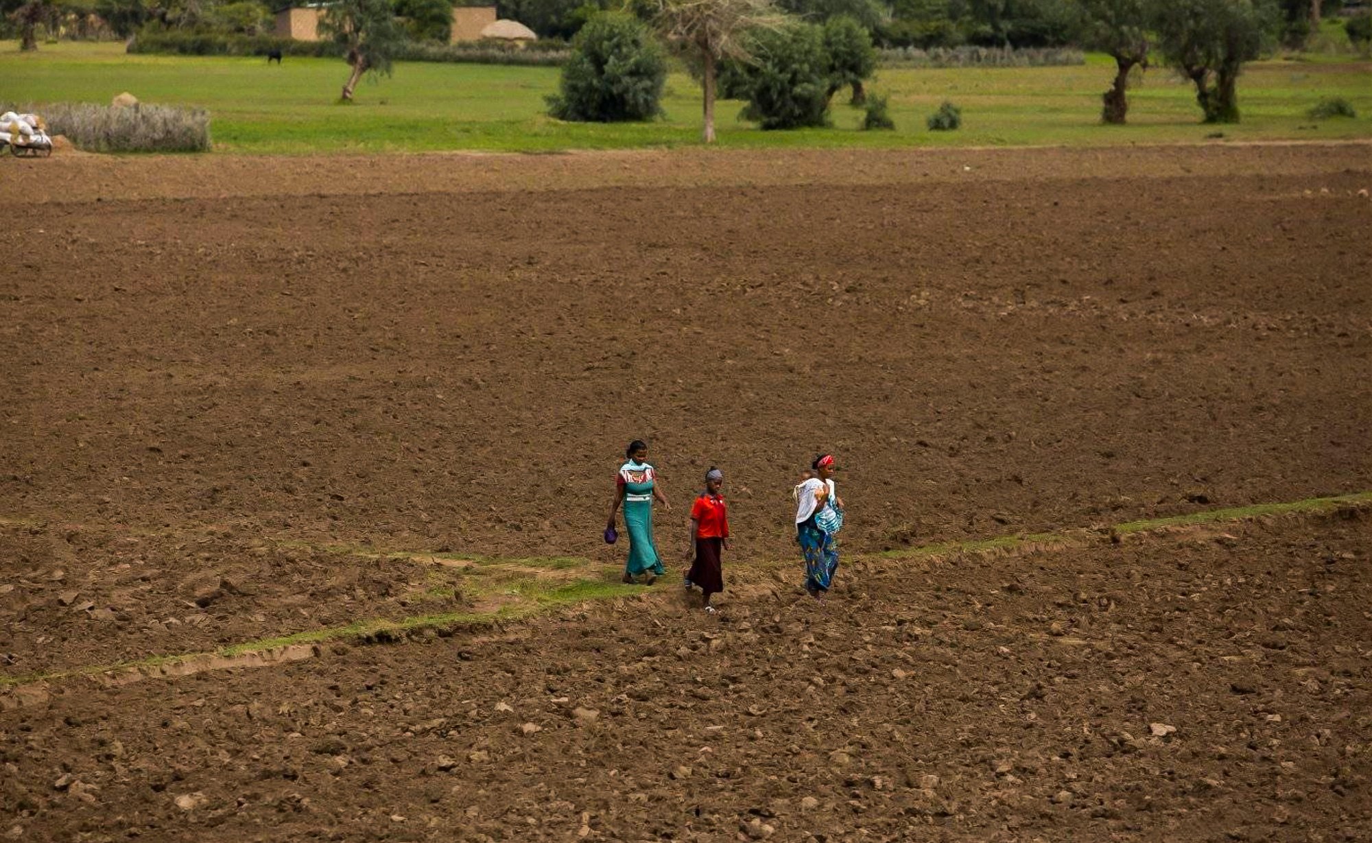 Three women walk together through the green fields, capturing the calm rhythm of rural life in Ethiopia's Ziway.